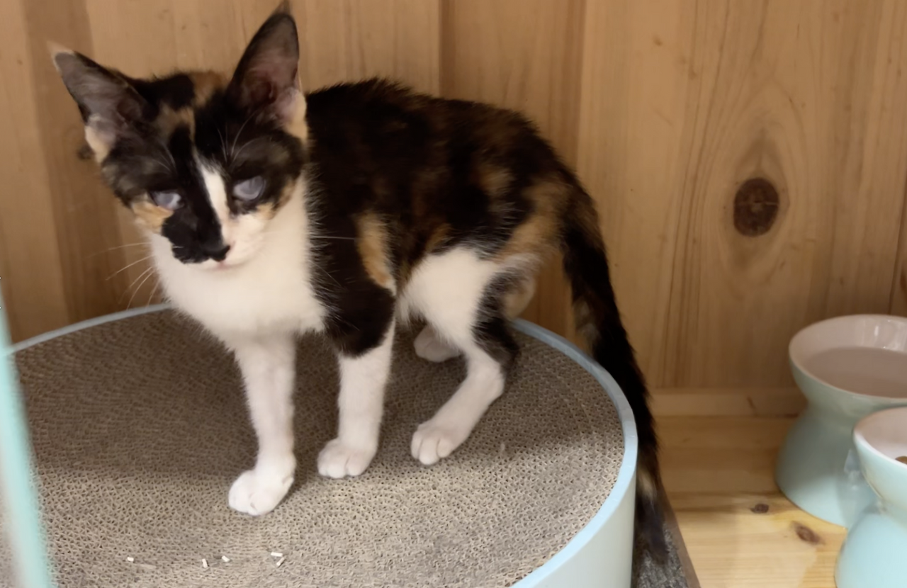 스크린샷 2024-07-15 오후 10.08.19.png