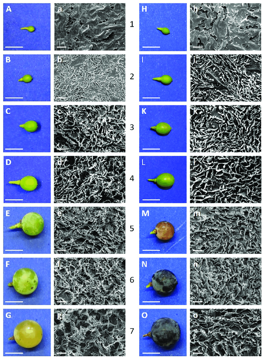 Morphology-of-grape-berries-uppercase-and-the-respective-cryo-scanning-electron.png