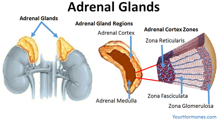 Adrenal+Glands.png