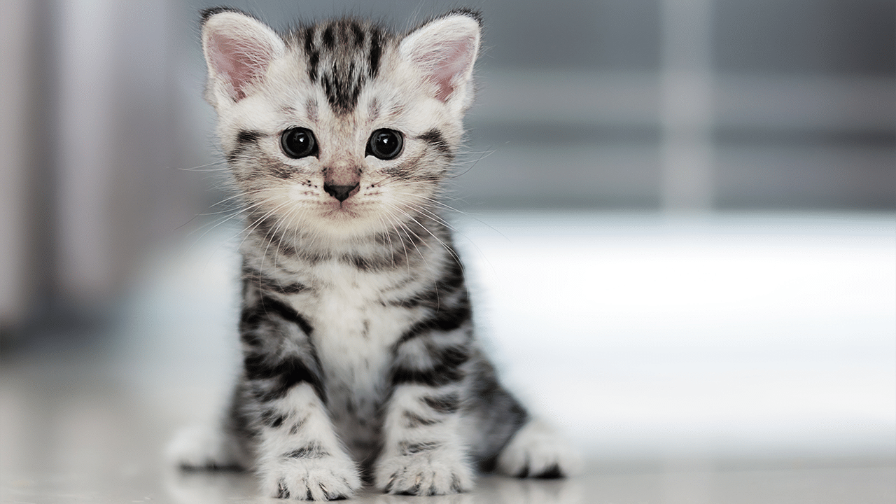 Kitten-Header-Image.png
