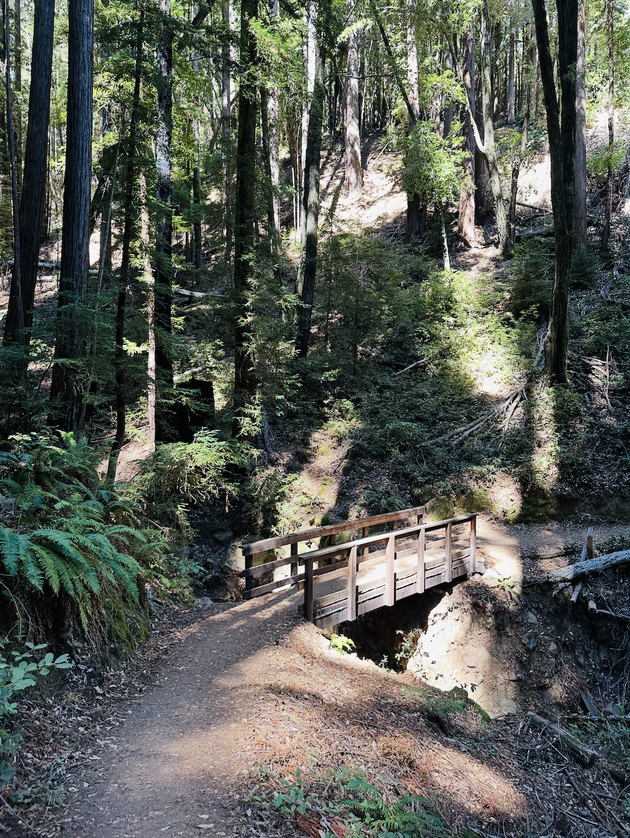 20251017_Huddart Park.png