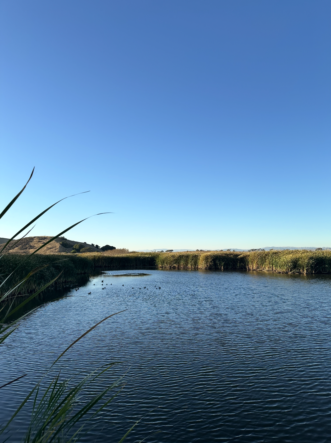 20251014_KOR_Coyote Hills Regional Park.png