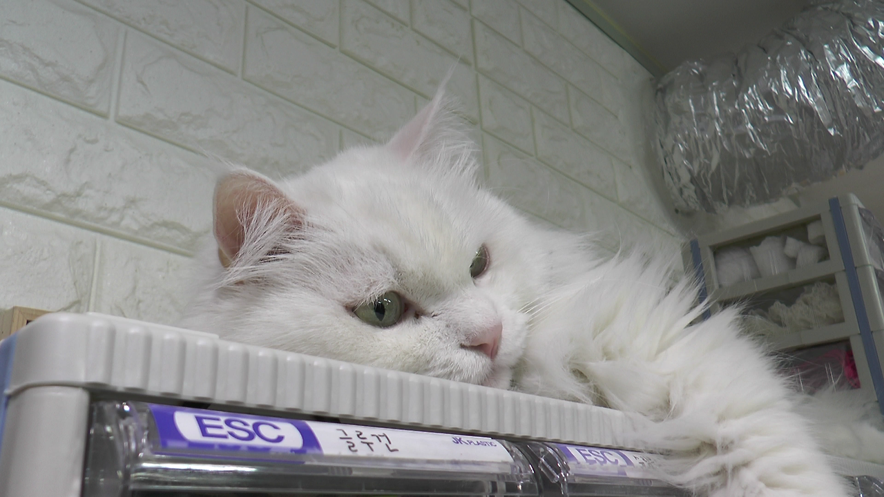 갓파 (3).MTS_000000830.png