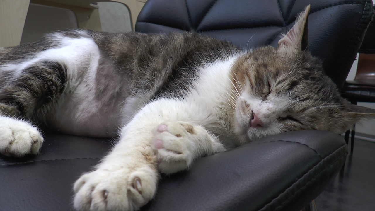 몬돌이 (2).MTS_000016540.png