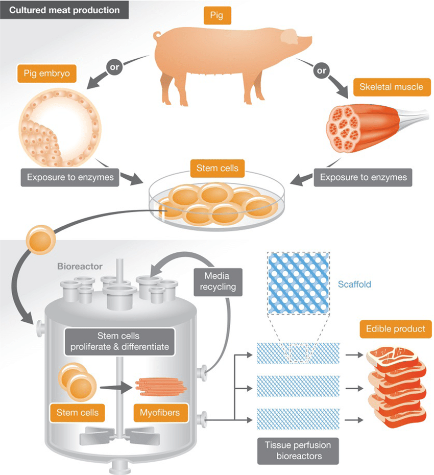 The-production-process-of-cultured-meat-Source-Tuomisto-2018-This-figure-represents.png