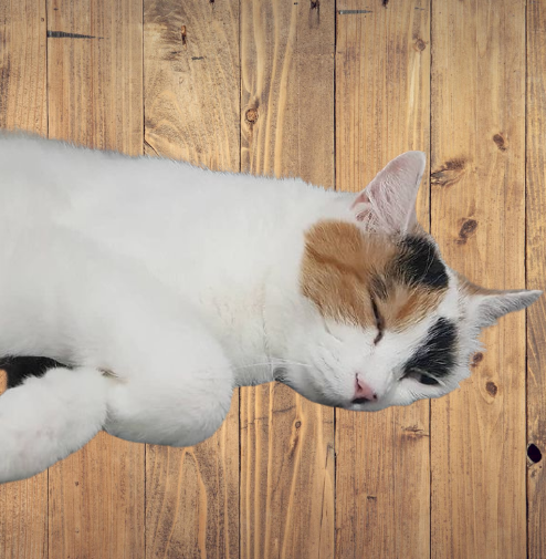 오분만-removebg-preview (1).png