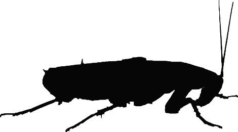 cockroach-2781720_960_720.png