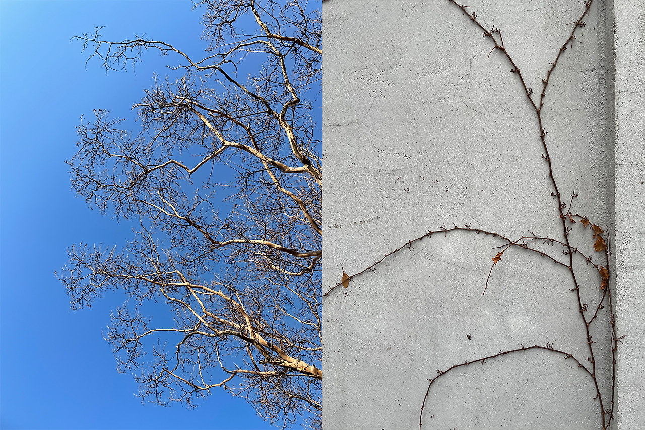 7. 하늘과 벽과 가지와 담쟁이 (2).png