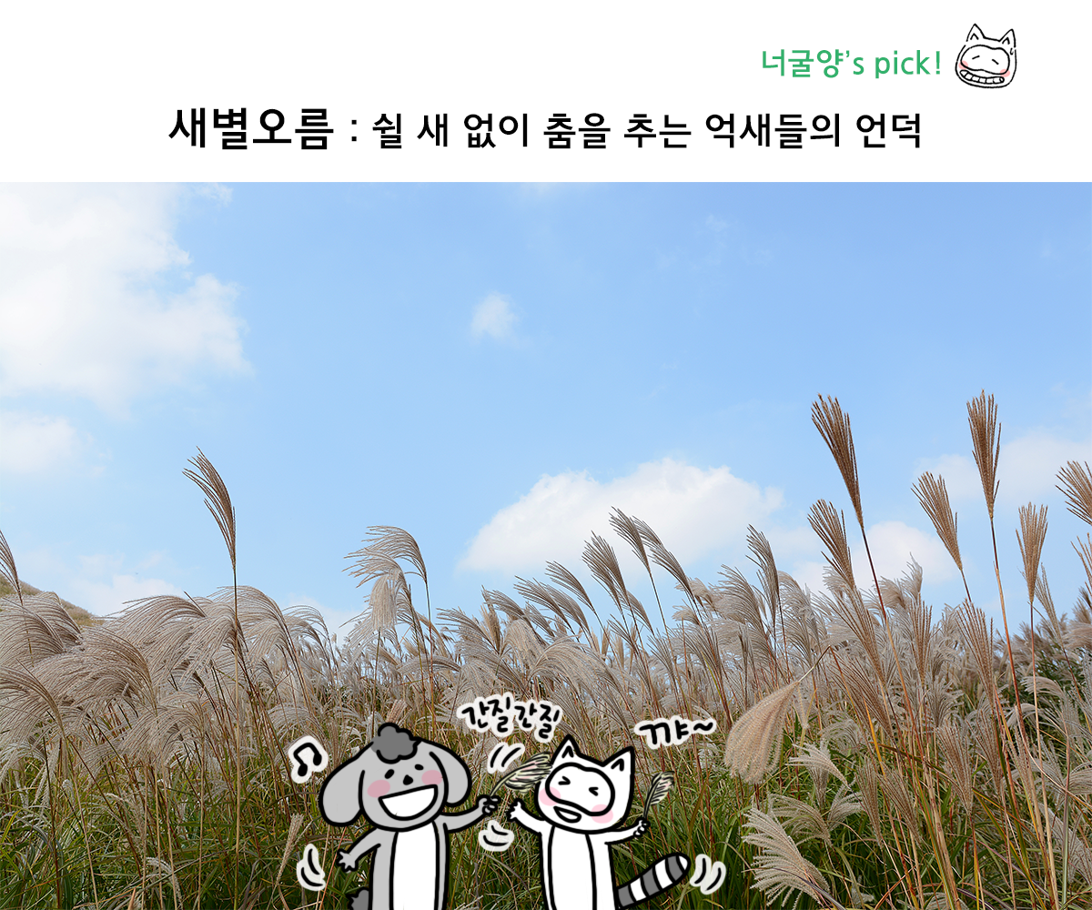 제주니까 8화_11.png