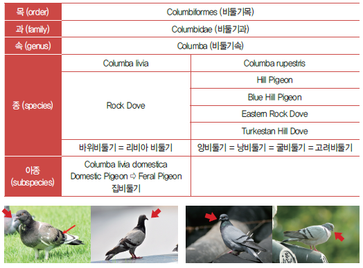 둘기분류.png