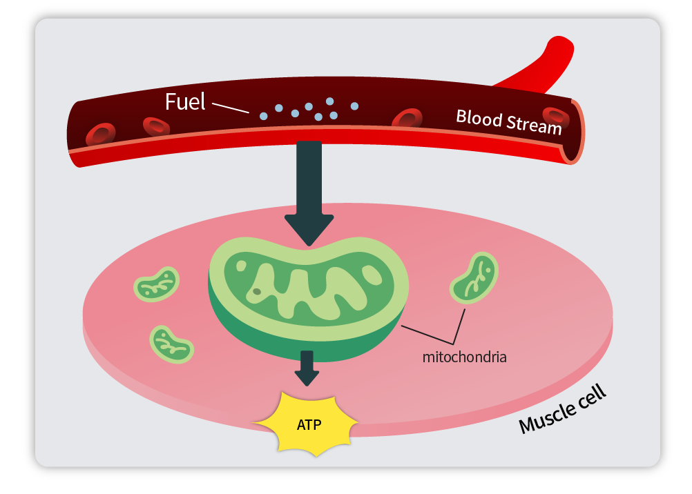 체내 에너지 대사3.png