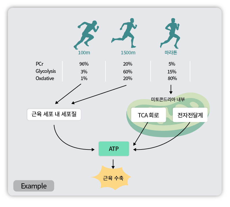 체내 에너지 대사4.png
