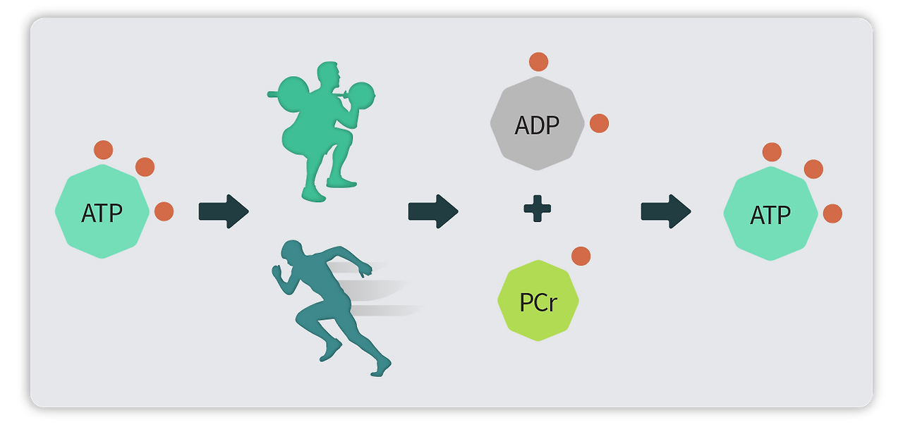 체내 에너지 대사1.png