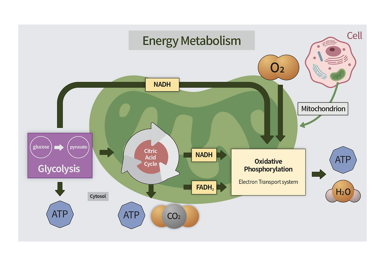 체내 에너지 대사 3-1.png