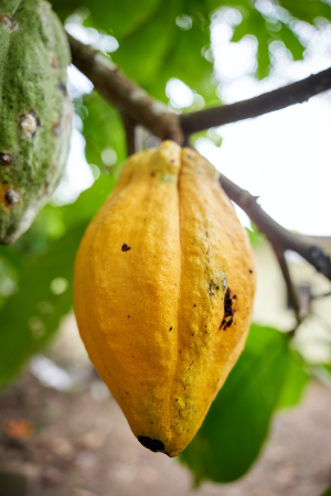 Screenshot 2023-11-12 at 9.56.03 am.png