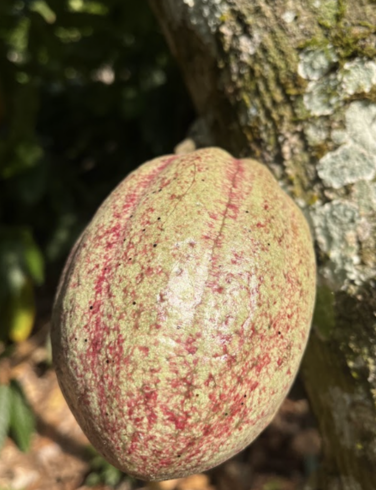 Screenshot 2024-08-11 at 1.41.42 PM.png