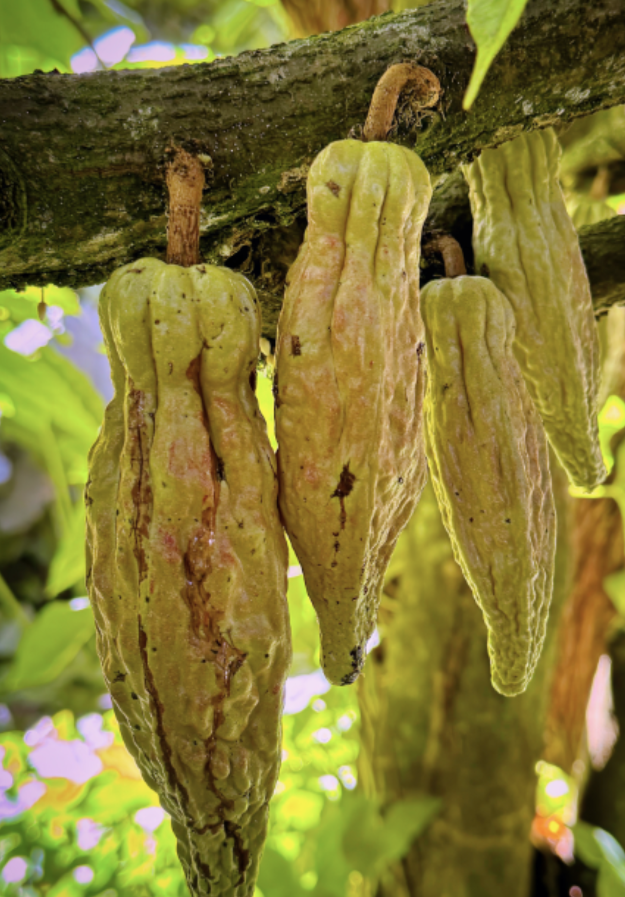 Screenshot 2024-08-11 at 1.41.52 PM.png