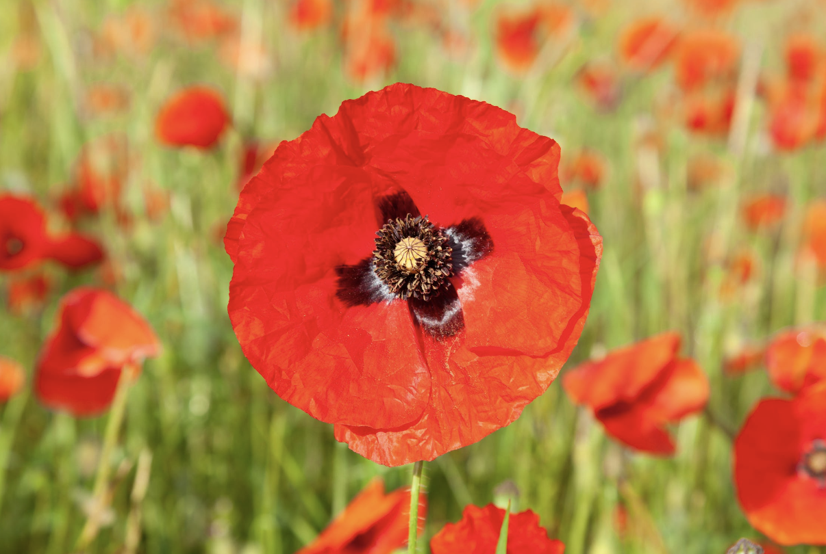 Screenshot 2023-12-18 at 7.35.45 pm.png