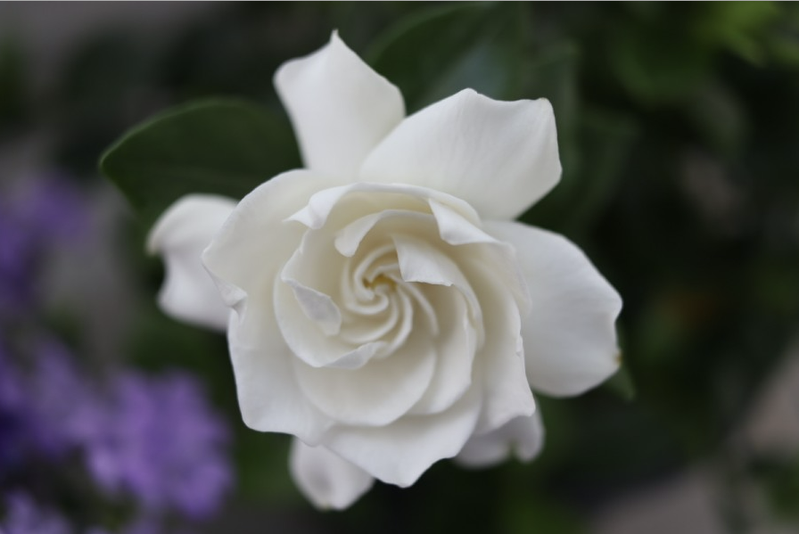 1_1 치자꽃 01.png