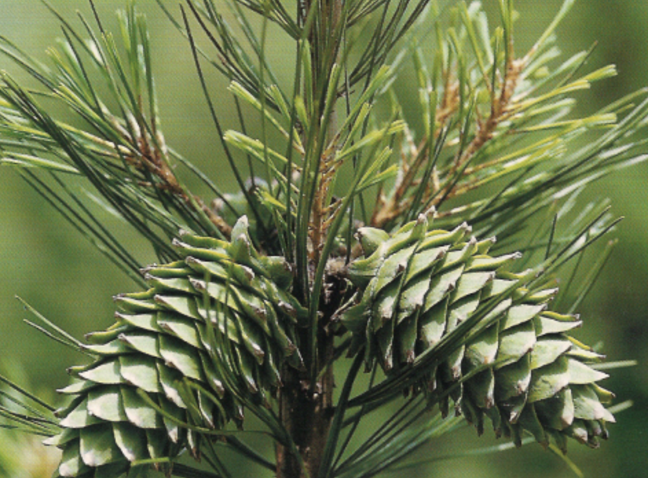 Screenshot 2023-02-26 at 3.16.34 PM.png