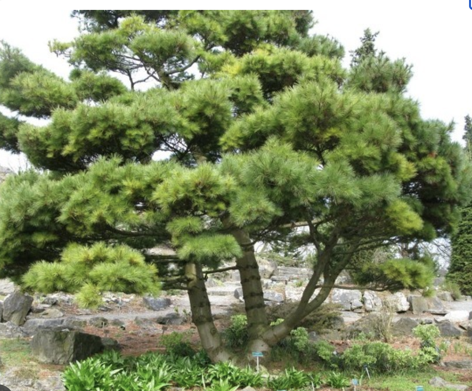 Screenshot 2023-02-26 at 3.16.47 PM.png