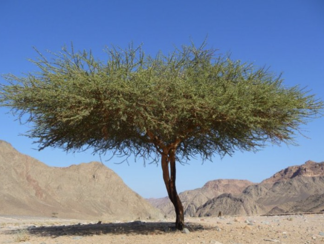 Screenshot 2023-02-26 at 3.18.16 PM.png