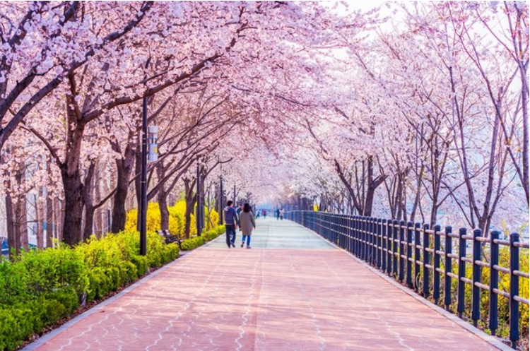 봄꽃 2024-01-14 142906.png