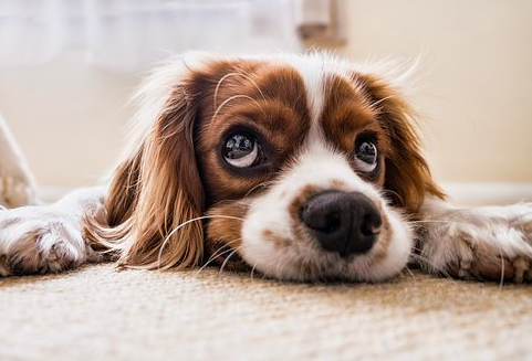 스크린샷 2019-02-13 오전 10.18.00.png