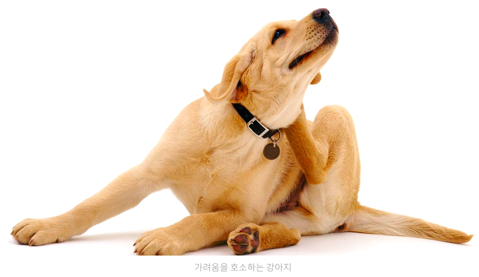 스크린샷 2019-02-13 오전 10.18.36.png