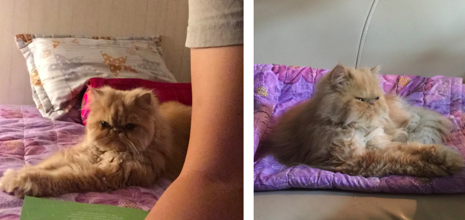 스크린샷 2019-02-13 오전 10.52.18.png