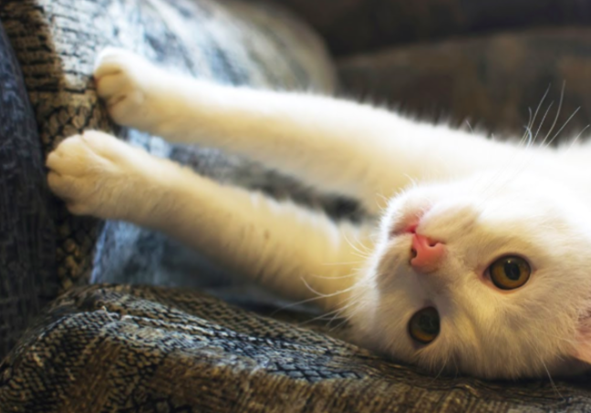 스크린샷 2019-03-05 오전 9.24.53.png