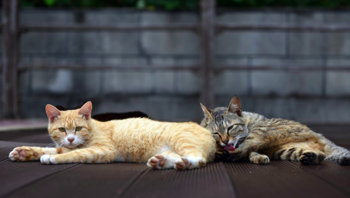 스크린샷 2019-02-13 오전 10.53.26.png