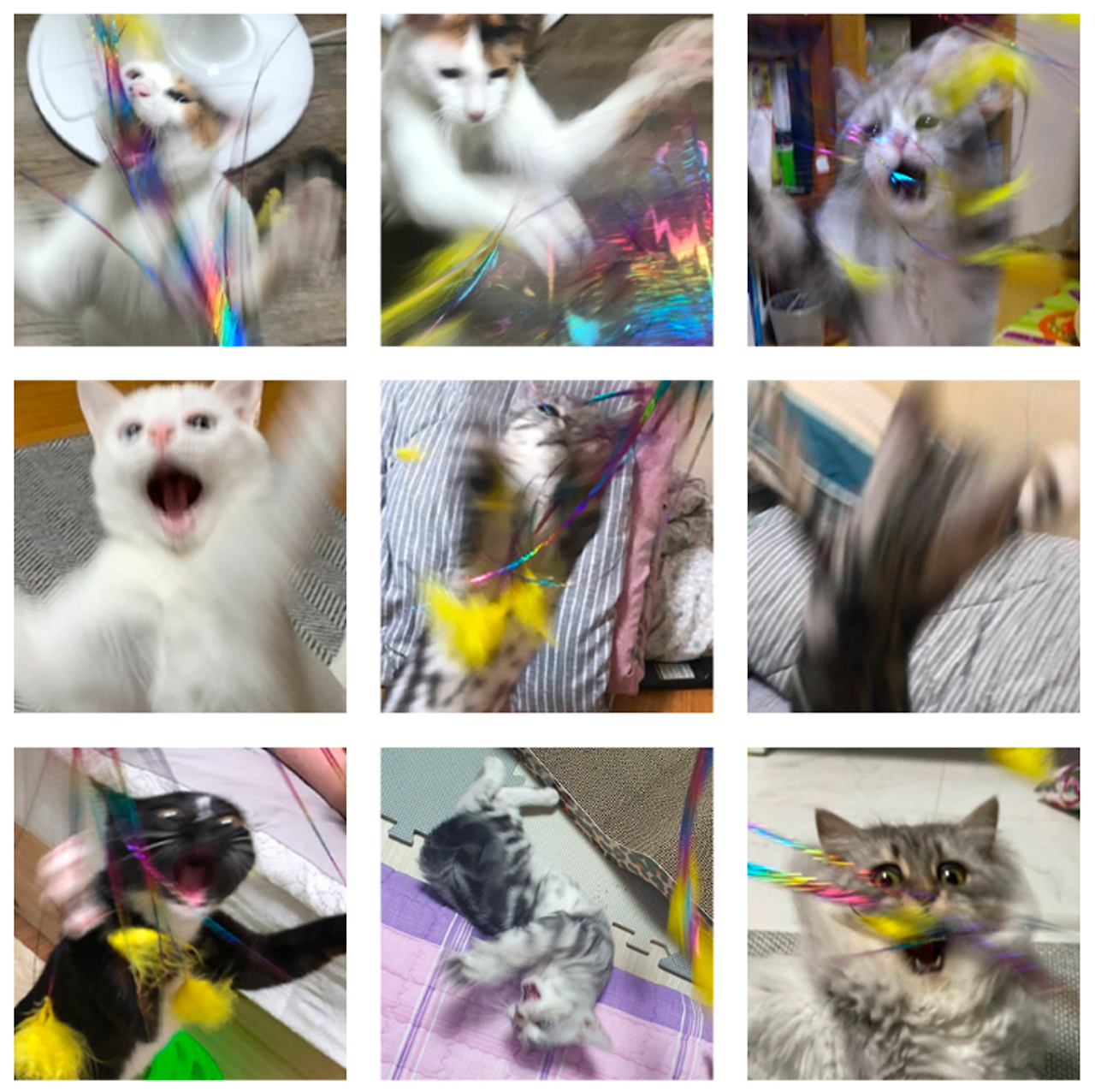 광란의 고양이.png