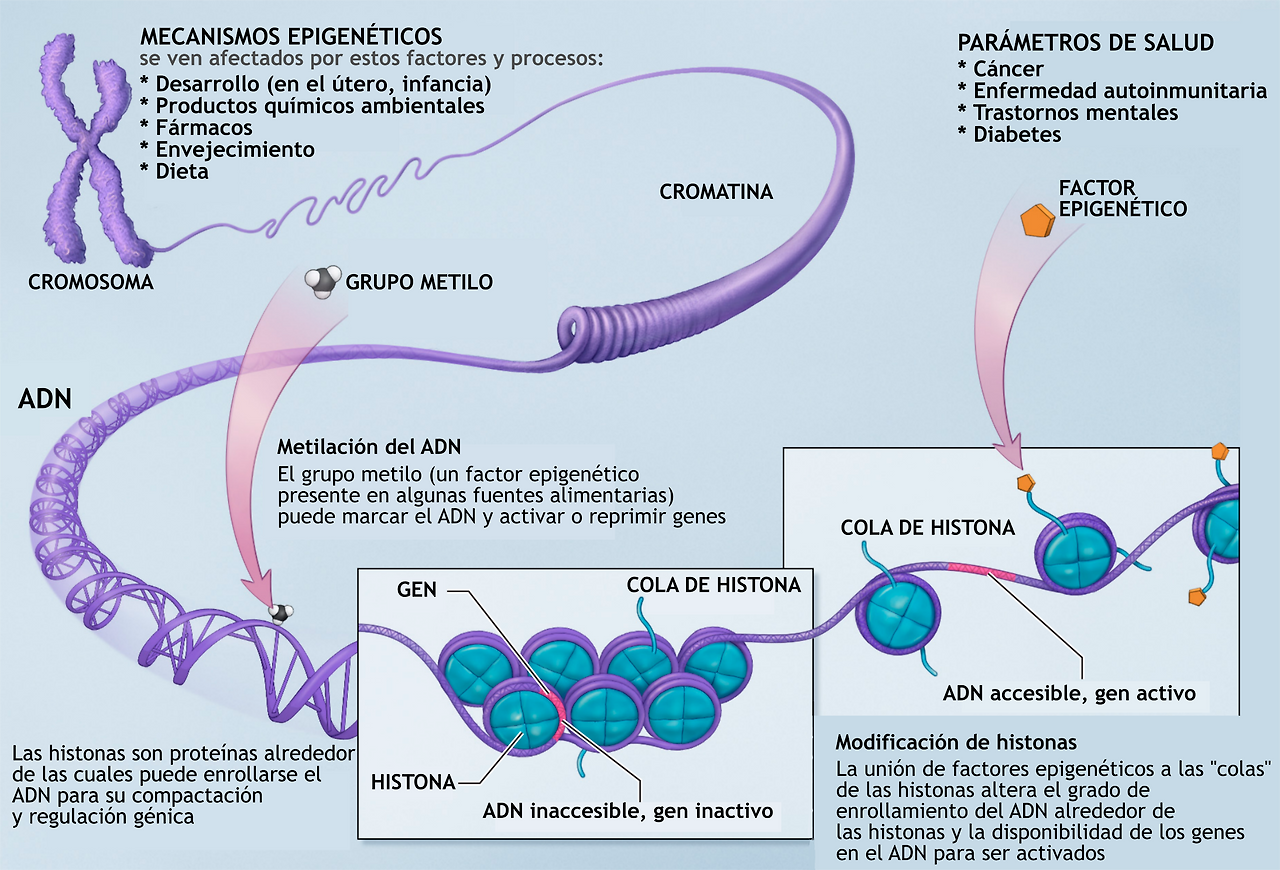 Epigenetic_mechanisms-es.png