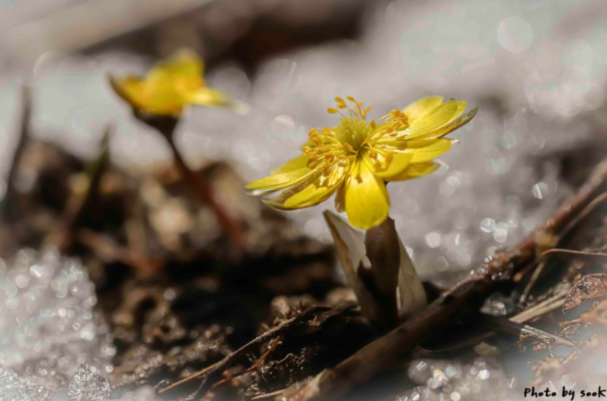 복수초2.png