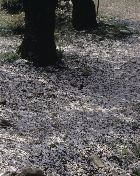 Screen Shot 2019-07-06 at 10.57.30 AM.png