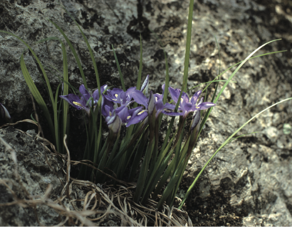 Screen Shot 2019-07-06 at 11.05.59 AM.png