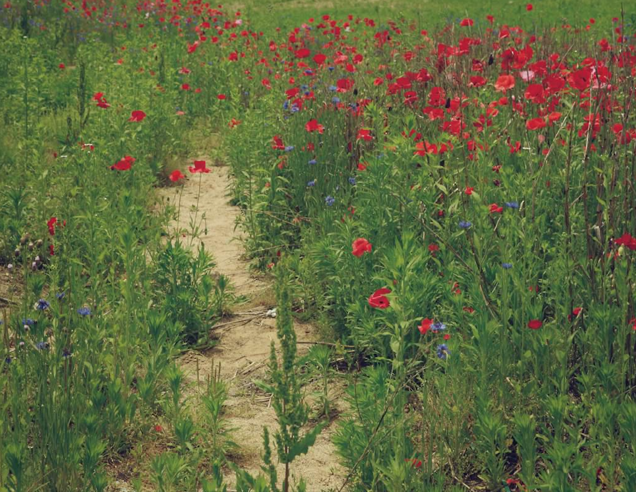 Screen Shot 2019-07-06 at 11.02.58 AM.png