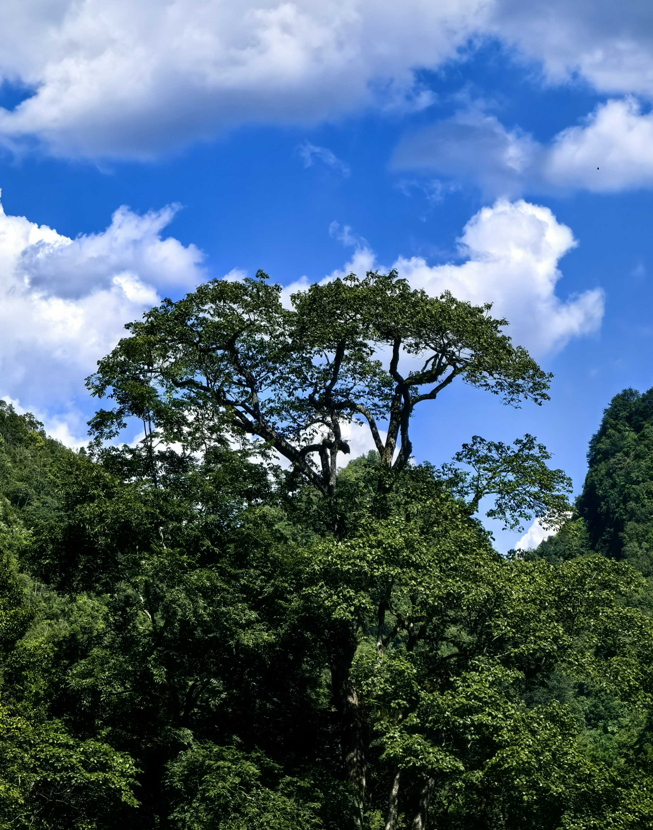 2025071709365768479 (1).png