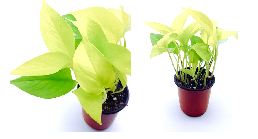 스칸답 서스.png