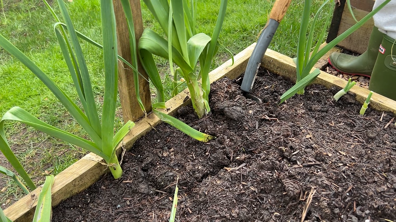 2504_CHERRY BLOSSOM.002.png