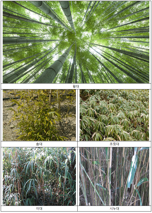 대나무의 종류.png