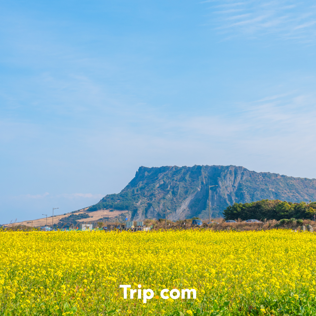 Naver Blog_Thumb.png