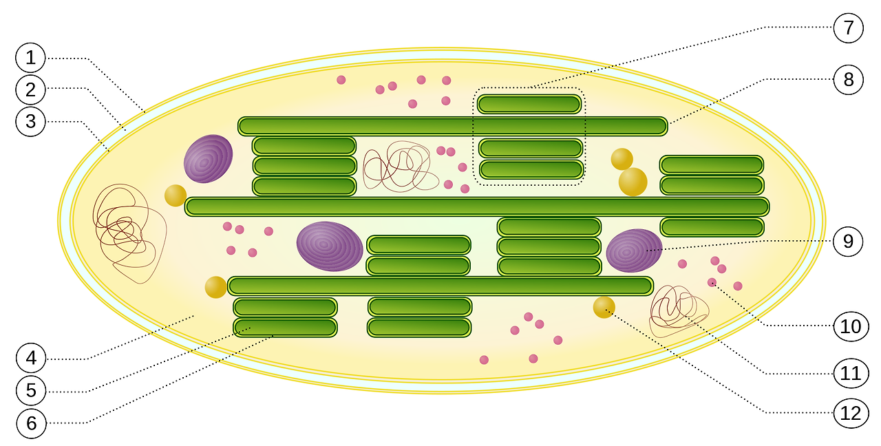 1920px-Chloroplast.svg.png