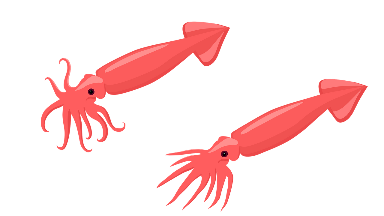 squid-5485371_1920.png