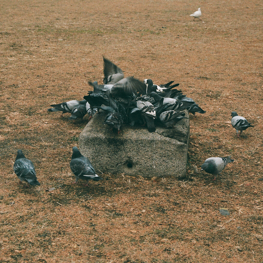 059 비둘기삼삼오오.png