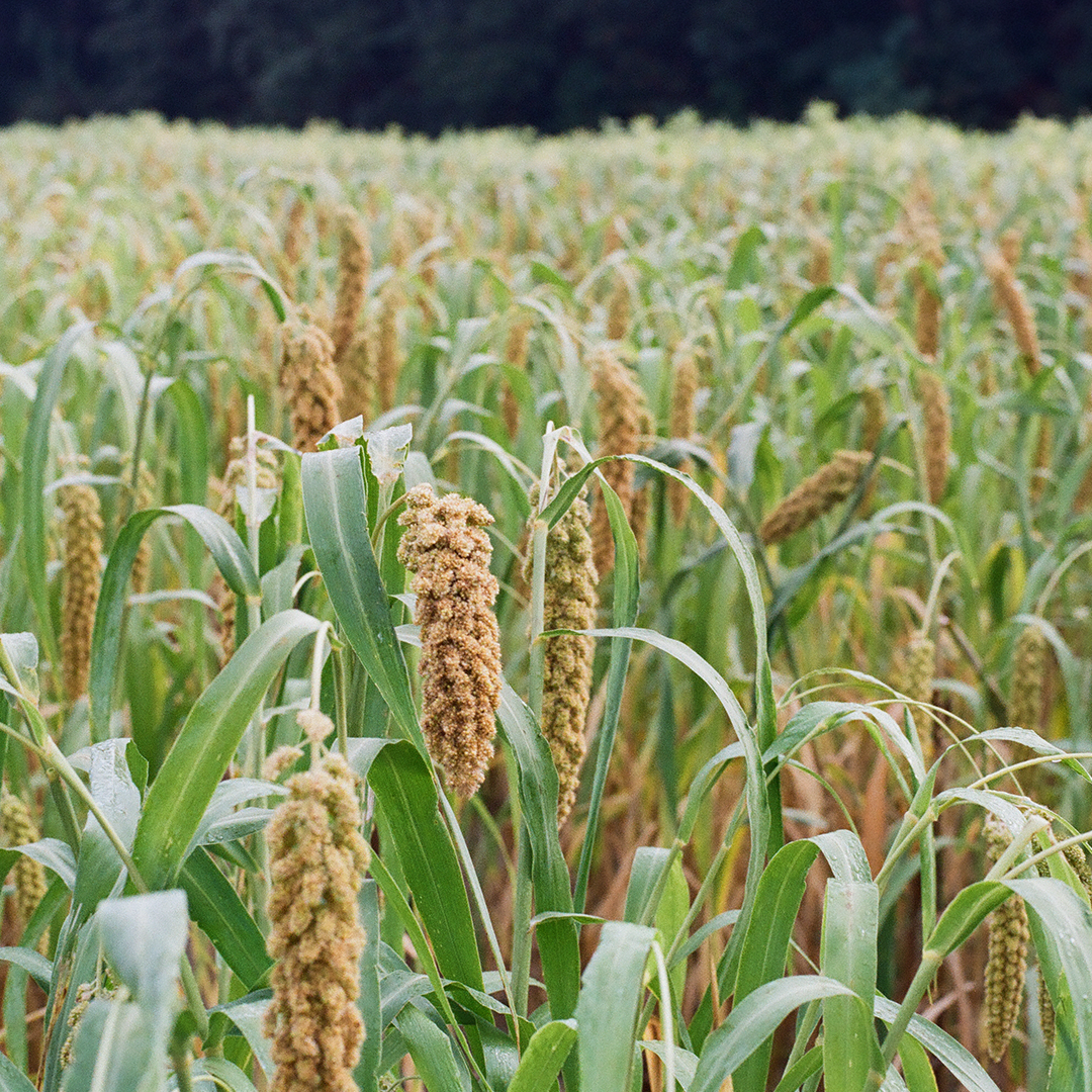 136 지나간가을.png