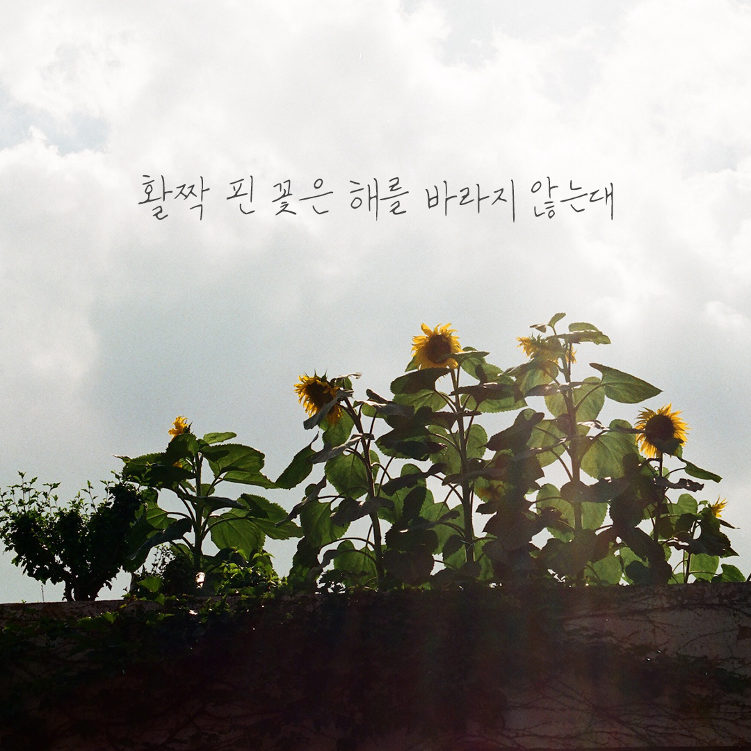 111 해바라기.png
