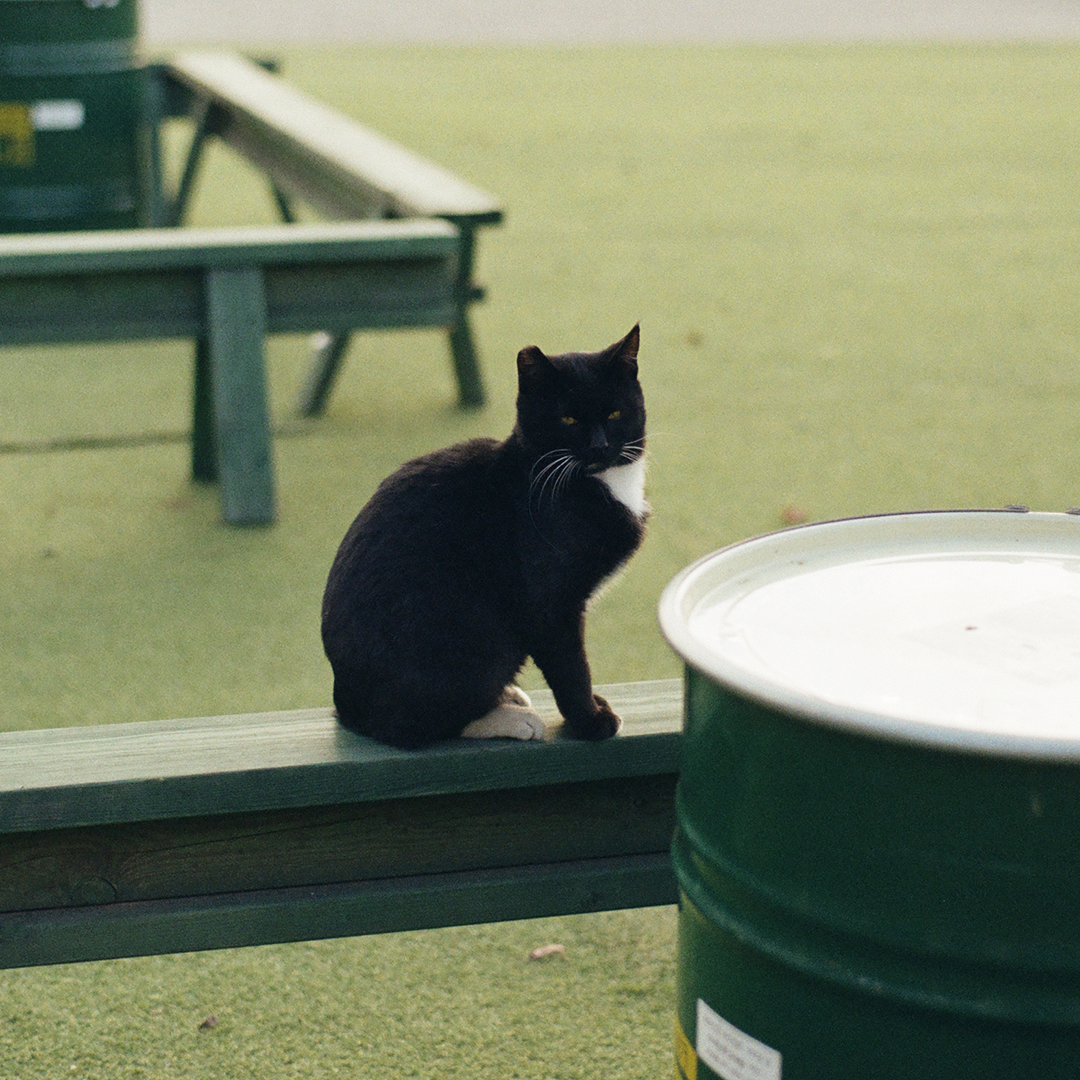 015 흰수염고양이.png