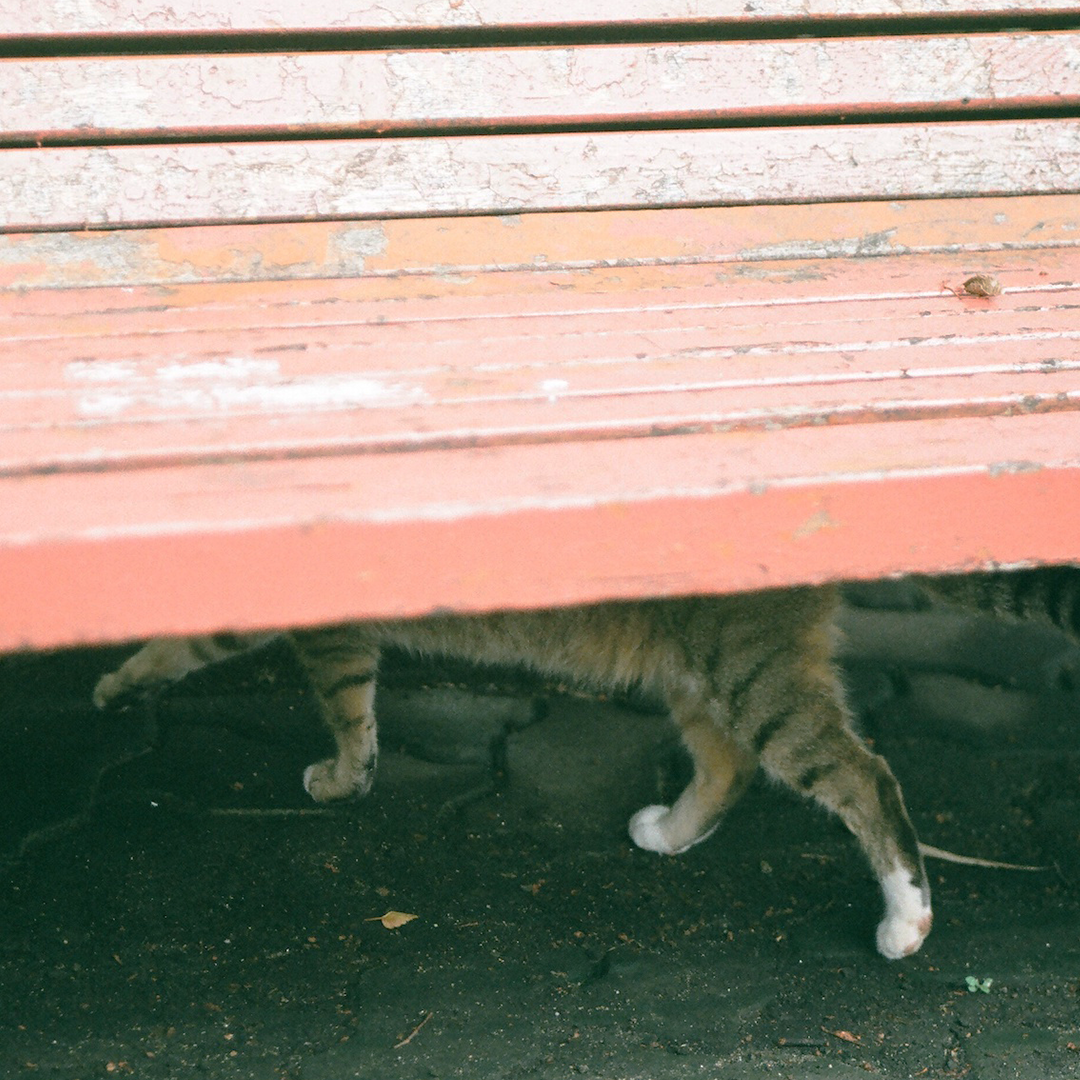 124 고양이가아닐지몰라.png